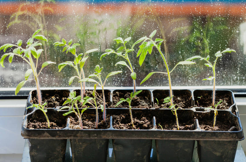 Seedlings in Windowsill2